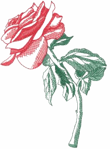 Rose 4 / larger