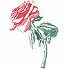 Rose 4 / larger