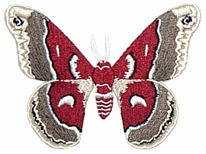 Glovers Silk Moth