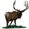 Elk, smaller