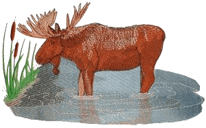 Moose Scene, larger