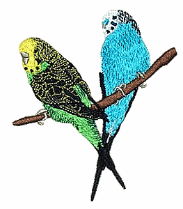 Budgie Parakeets