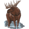 Moose, larger