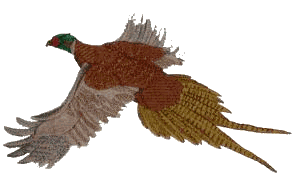 Pheasant, smaller
