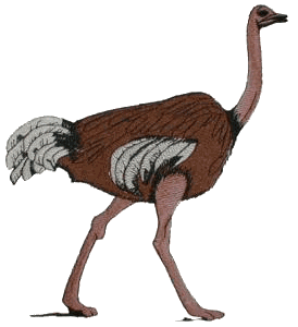 Ostrich, smaller