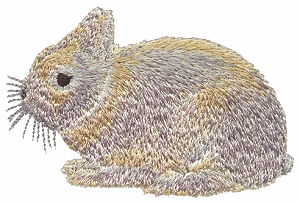 Chestnut Rabbit