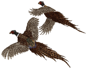 Two Pheasants Flying