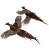 Two Pheasants Flying