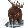 Moose, small