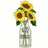 Sunflowers in Milk Bottle