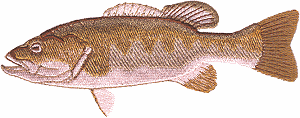 Small Mouth Bass (Large)