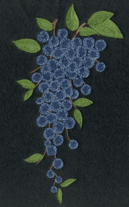 Concord Grapes 1 (Larger)