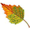 Fall Leaf #1