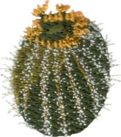 Small Barrel Cactus