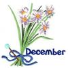 December Narcissus