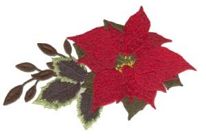 Poinsettia with leaves on one side