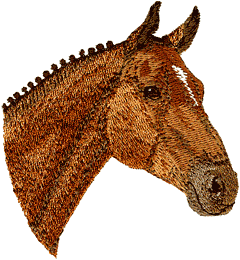 Danish Warmblood Horse