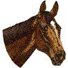 Thoroughbred Horse / Throughbred Horse