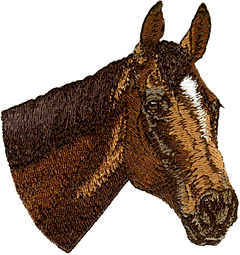 Thoroughbred Horse / Throughbred Horse