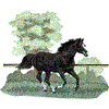Thoroughbred Horse Running / Throughbred Horse Running