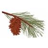 Alberta Provincial Tree - Lodgepole Pine