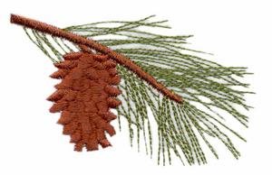 Alberta Provincial Tree - Lodgepole Pine