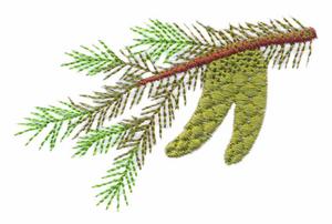 Manitoba Provincial Tree - White Spruce