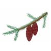Nova Scotia Provincial Tree - Red Spruce