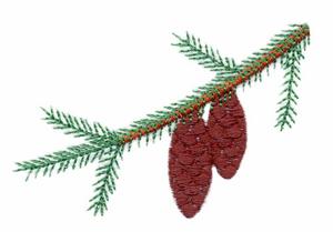 Nova Scotia Provincial Tree - Red Spruce