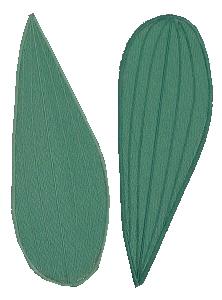 Gladiola Leaves