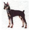 Miniature Pinscher