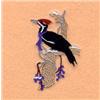 Winter Pileated Woodpecker