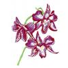 Orchid 7