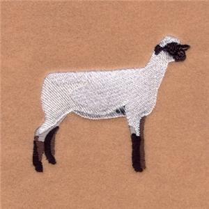 Oxford Sheep