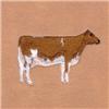Ayshire Cow