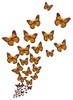 Large Butterflies (Square Hoop)