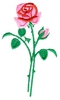 Long-stemmed Rose and bud