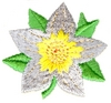 Star Dogwood Flower