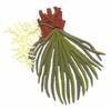 Florida State Tree - Cabbage Palmetto