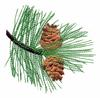 Montana State Tree - Ponderosa Pine