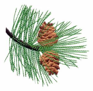 Montana State Tree - Ponderosa Pine
