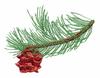 Nevada State Tree - Singleleaf Pinyon Pine