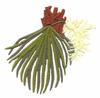 South Carolina State Tree - Cabbage Palmetto