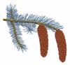 Utah State Tree - Blue Spruce