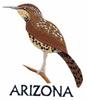 Arizona State Bird - Cactus Wren