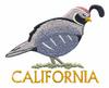 California State Bird - California Valley Quail