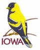 Iowa State Bird - Eastern Goldfinch