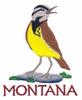 Montana State Bird - Western Meadowlark