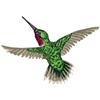 Hummingbird 1 Smaller