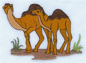 Camel Pair